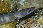 Conger cinereus Congre a moustache-Wakatobi Moga Island-9m-20180530nuit-Denis-ADER-DSC_2387_tn